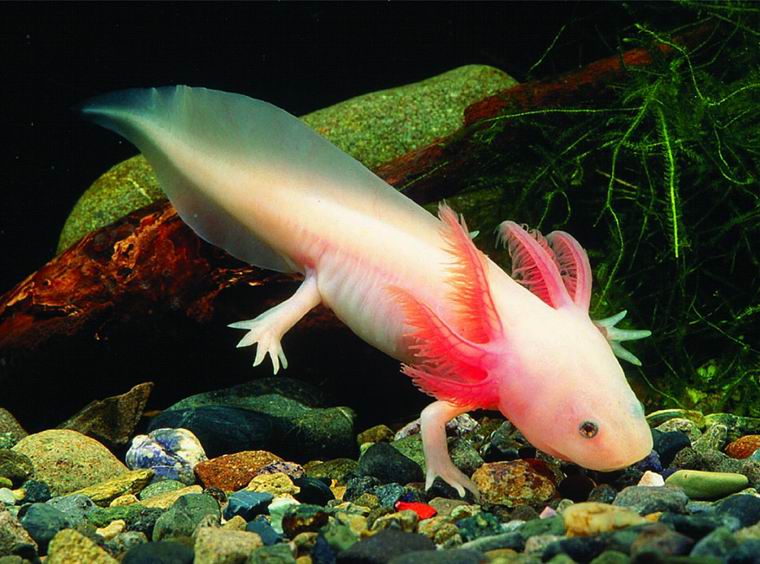 Bán khủng long 6 sừng axolotl giá